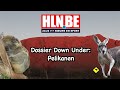 Dieren Down Under: pelikanen