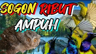 SOGON RIBUT ampuh buat pikat burcil liar yang susah turun