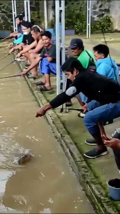 Strek babon jumbo kolam pemancingan dayakan