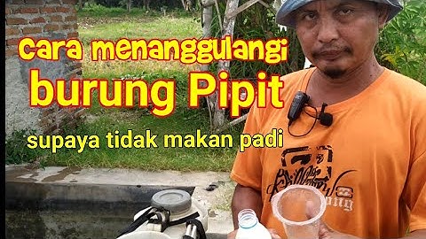 Cara mengusir burung emprit biar tidak makan padi