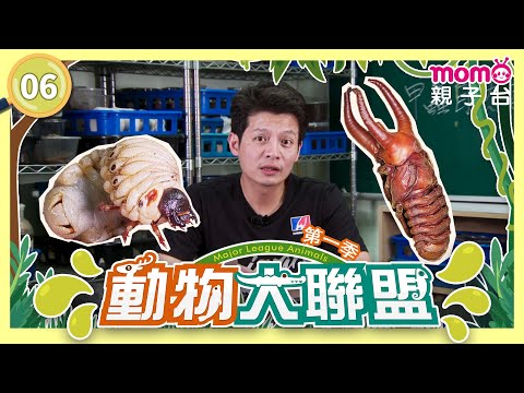 EP06 甲蟲 Beetle，是怎麼長大的呢？｜完整版｜動物介紹｜寫實紀錄｜《動物大聯盟第1季》｜momokids親子台