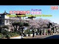 [台北旅遊攻略] 帶你搭公車到陽明山東方寺看吉野櫻，櫻花季最後一個開花景點