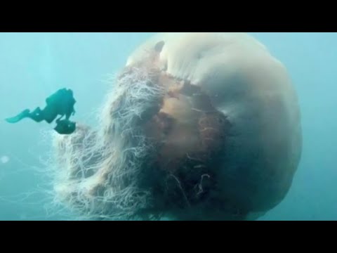 Vídeo: Qual é O Tamanho Da Maior água-viva