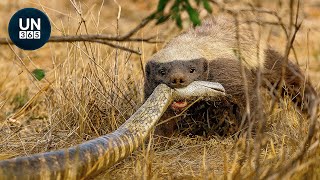 Craziest Honey Badger Fights Ever Caught On Camera | Animal Fights