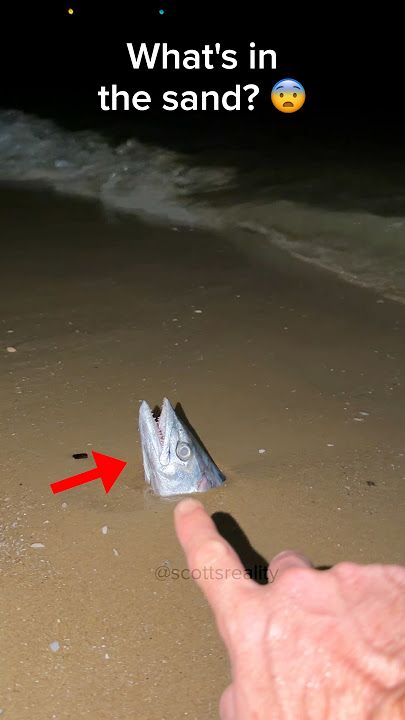 What fish is this? 🎣