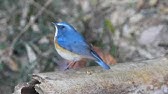 野鳥撮影 野鳥動画 ルリビタキの鳴き声 地鳴き 4k Youtube 野鳥撮影 野鳥動画 ルリビタキの鳴き声 地鳴き 4k Youtube