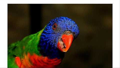 DLFVC - 13 - Data Augmentation