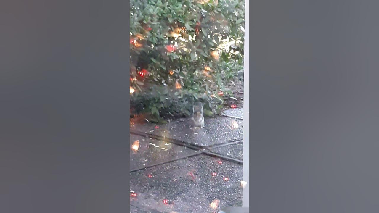 Christmas Nuts Christmas nuts Nature fam Strongarm Squeaky Squirrel