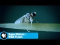 Supernature Wildflyers Series Overview