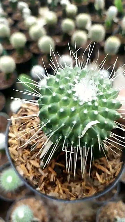Jenis Kaktus Murah 5 - 10 K #kaktus #cactus