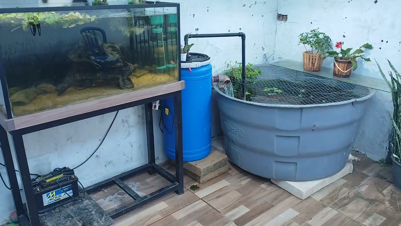 Criando Peixes em caixa d'água! Carpas em caixa e Kinguios como estamos se saindo?