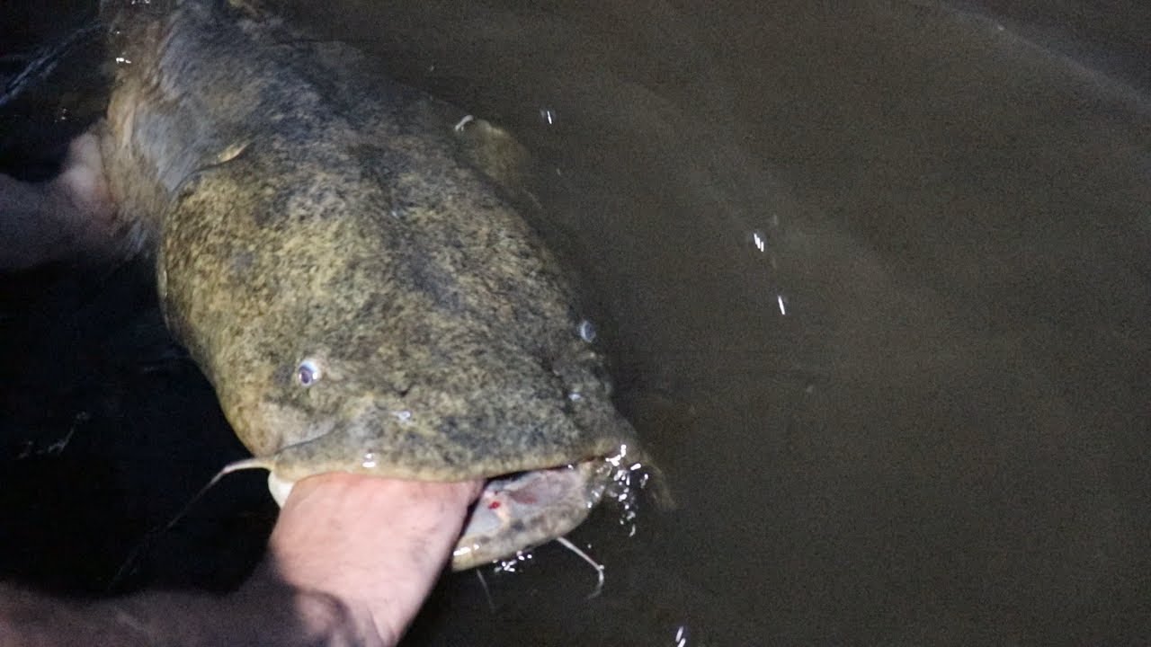 Catching BIG Summer Flathead Catfish in SHALLOW water YouTube