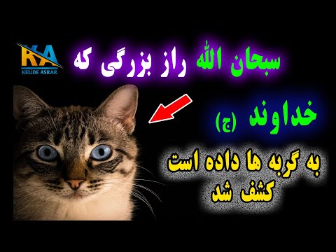 تصویری: آیا راهبان بودن برای گربه ها سمی است؟