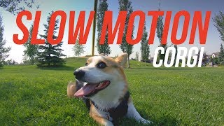 SUMMER CORGI | Slow Motion Corgi | Hiro the Corgi