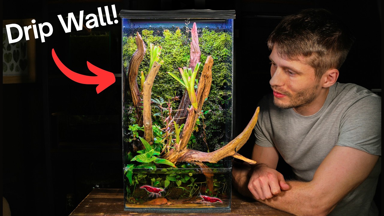 I Built a Lush Moss Drip Wall Paludarium, Here’s How!
