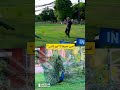 Amin Hafeez's Peacock Dance in Safari Zoo | Discover Pakistan shorts