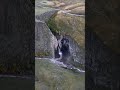 Джилы-Су. Самый красивый водопад Каракая-Су #shorts #джилысу #водопады