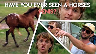 Have you ever seen a horses penis?