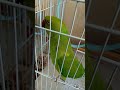 ببغاء الدرة بيكو يغني  ببغاء الدره ماشاءالله
