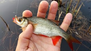 Весенняя ловля красноперки на мормышку. Мормышинг с Dayo Liropus 198 см. 0.2-0.8 гр.