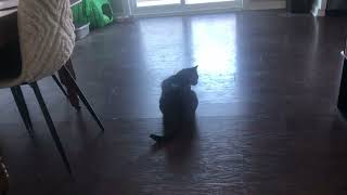 Squatting squirrel-cat realizes no one’s coming inside by SelenaTheTabby 454 views 3 months ago 16 seconds