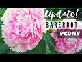 How to Plant A Bare Root Peony Update!🌸 Sarah Bernhardt