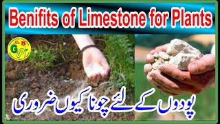 Benefits of Limestone Chuna for your Plants | How To Make Limestone Powder For Plants | Calcium Soil