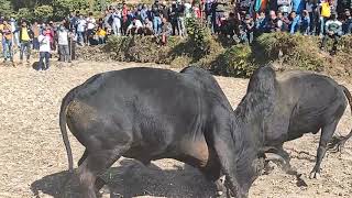 Bull fight in Gangajamuna//// गाेरु जुधाई