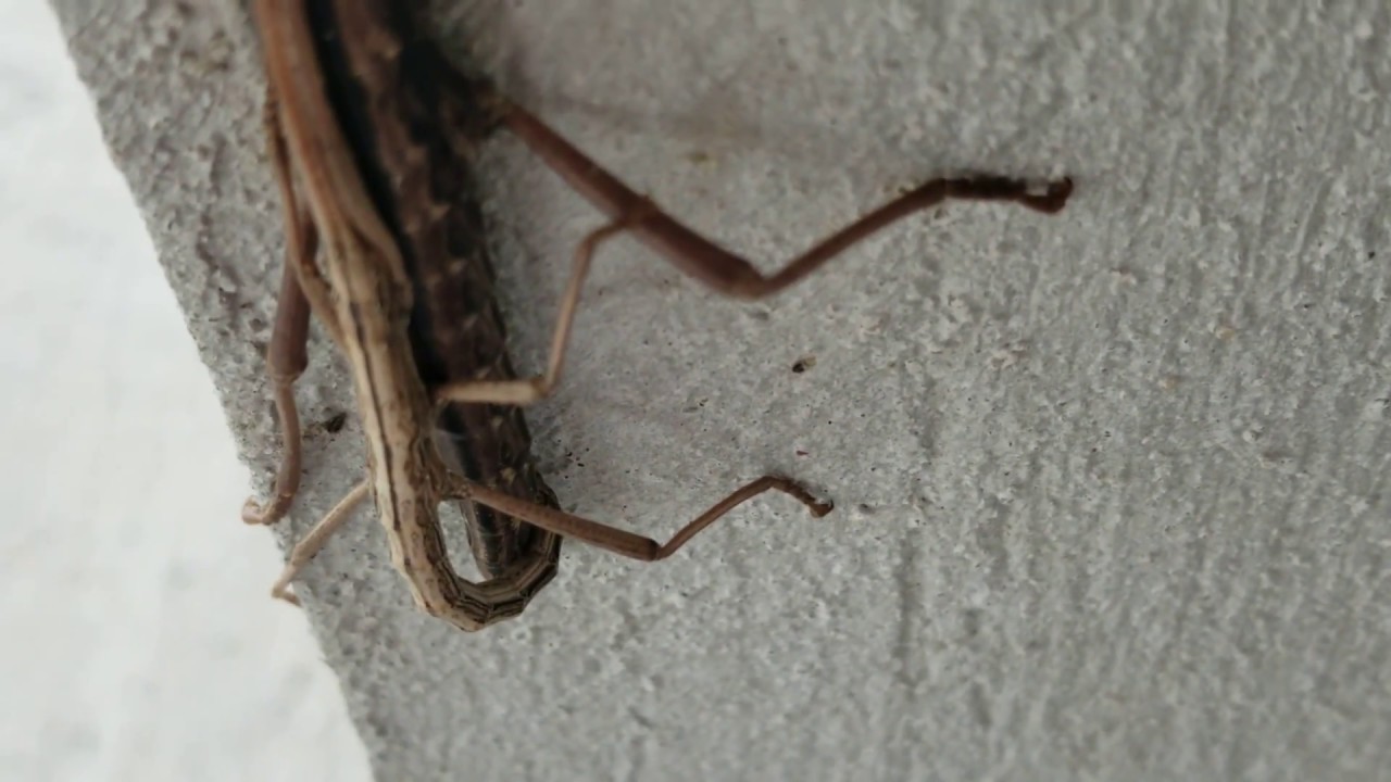Stick Bugs Mating / Jean Lafitte, Louisiana (May 2018) - YouTube