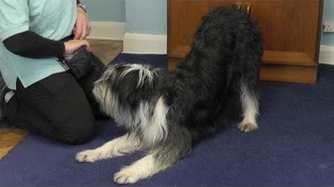 Teaching dog tricks: bow