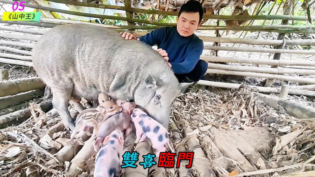 雙喜臨門《山中王》05