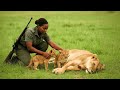 Lioness Shot in the Savannah, Woman Finds Her Orphaned Cubs – Then Miracle Happens