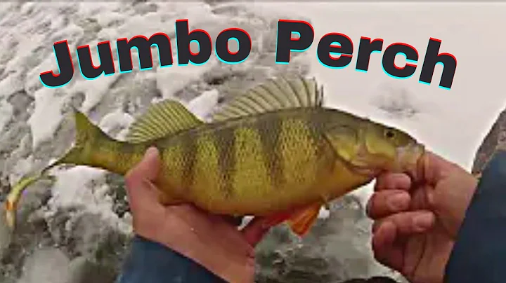 INSANE Early Ice Perch Bite | Mississippi River Ba...