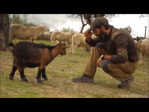 Evaristo – The World’s Most Affectionate Goat
