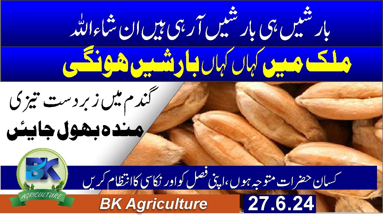 weather forecasting 2024 | Wheat high rate today | Islamabad wheat rate pakistan | farmers pakistan