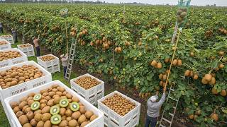 9,7 Toneladas Por Hora 💥 Assim Os Agricultores De Um Estado Dos EUA Colhem Em Grande Escala