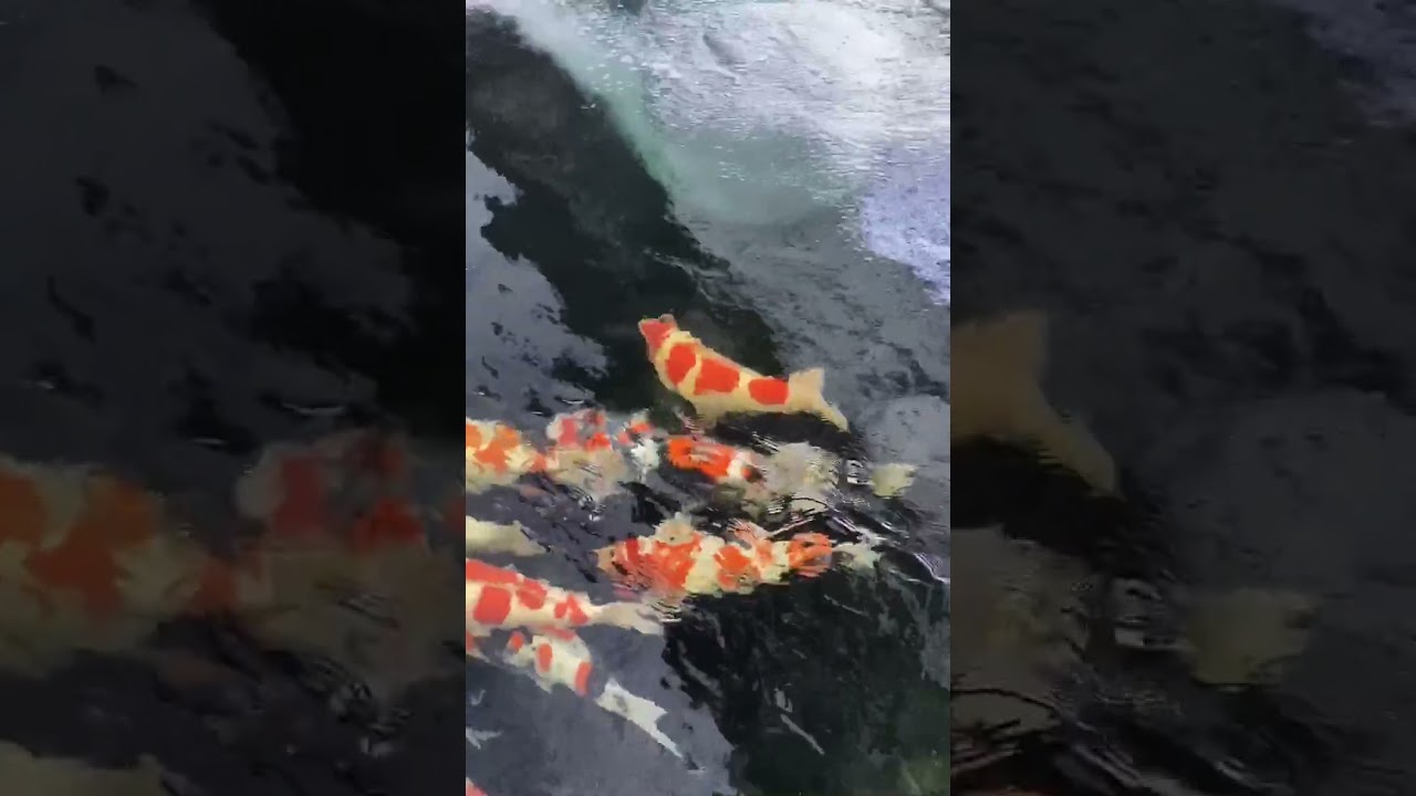 Finding Real Big Koi fish, Japanese koi