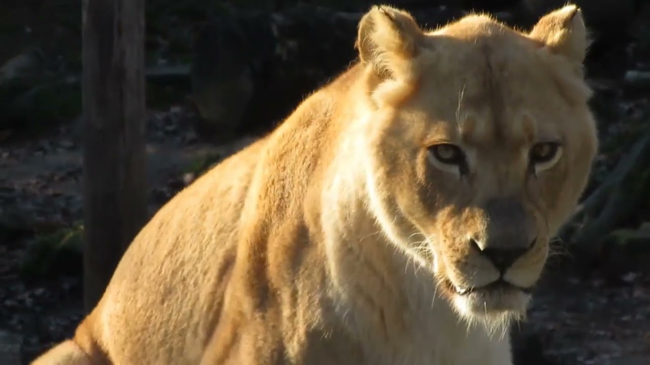 Nicolai Patricio   Somewhere But Not Here mp3 mp3