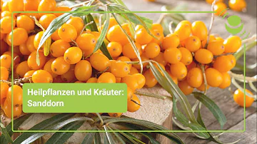 Was ist das Besondere an Sanddorn?