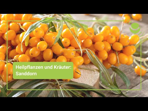 Video: Was Kann Aus Sanddorn Gekocht Werden?