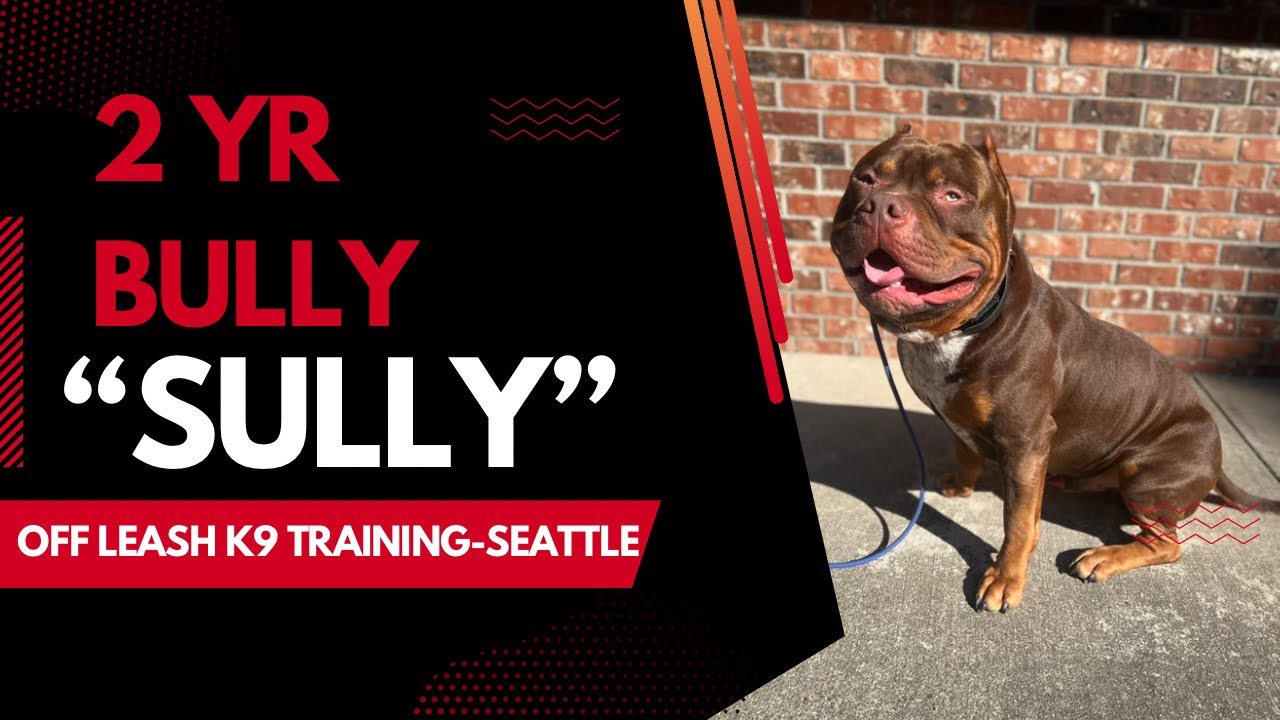 2 Yr Bully (Sully) Best Seattle Dog Trainers Off Leash K9 Training