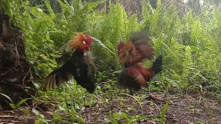 pikat kokok satu kali !!! ayam hutan langsung datang