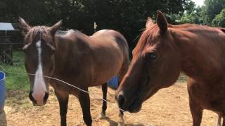 HORSES STOMPING