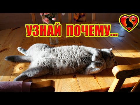 Так Вот Почему Кот Спит на Столе! Приметы и Суеверия!