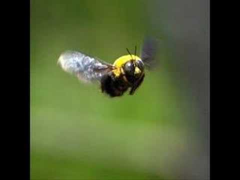 熊蜂の飛行 Tuba Youtube