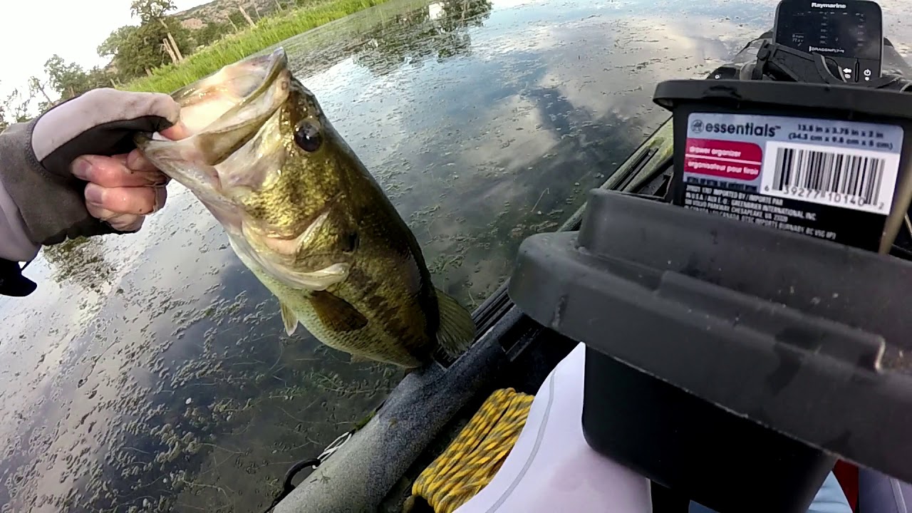 French Lake Oklahoma top water Largemouth Bass! YouTube