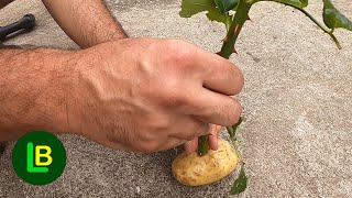 I stuck a rose in a potato and the results are fascinating. I can produce countless seedlings