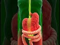 The Hidden Journey of Every Sip You Take.3D Medical Animation Explained
