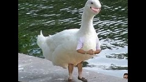 (YTPMV) Preview 2 Foxtarz Logo Scan (My Version)