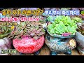 뿌리 중심부가 까매졌나요? 필수 처치 4단계 🪴 | #미니누벨라 #화이트스완 | #다육이뿌리관리 #다육이분갈이 #다육이 #다육생활 #ai노래 #succulent #다육이관리